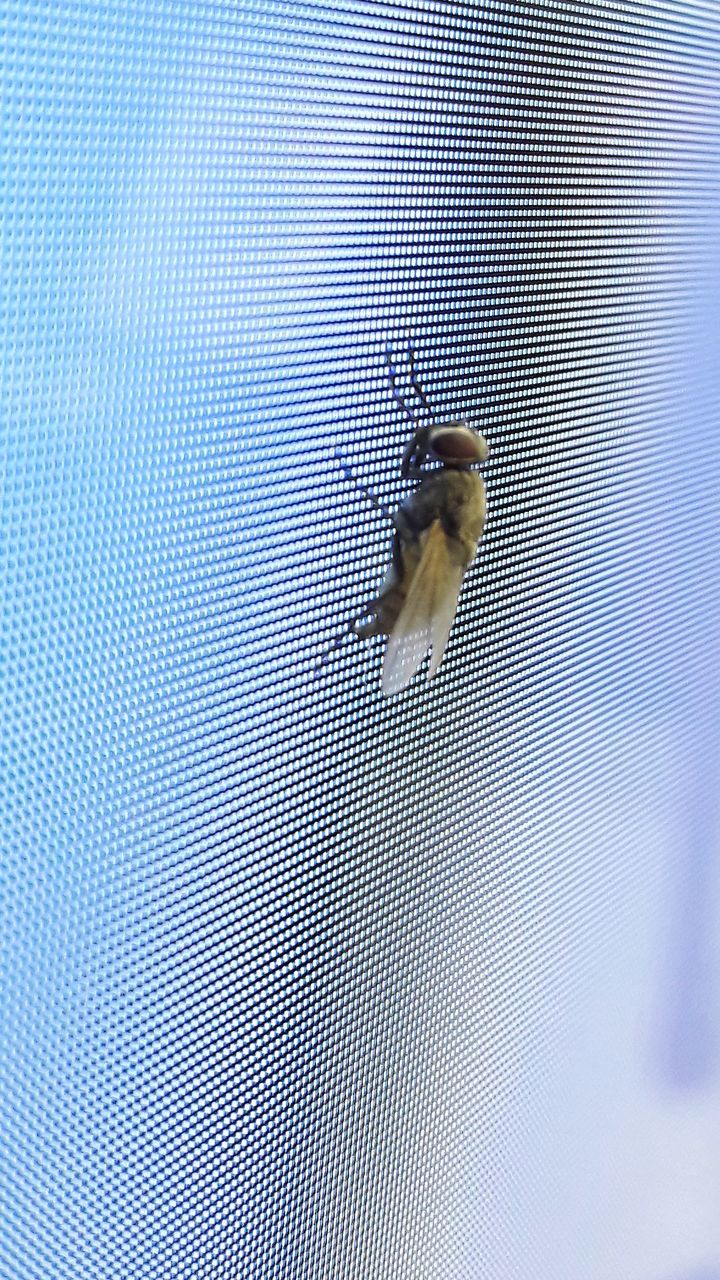 CLOSE-UP OF INSECT FLYING IN GLASS