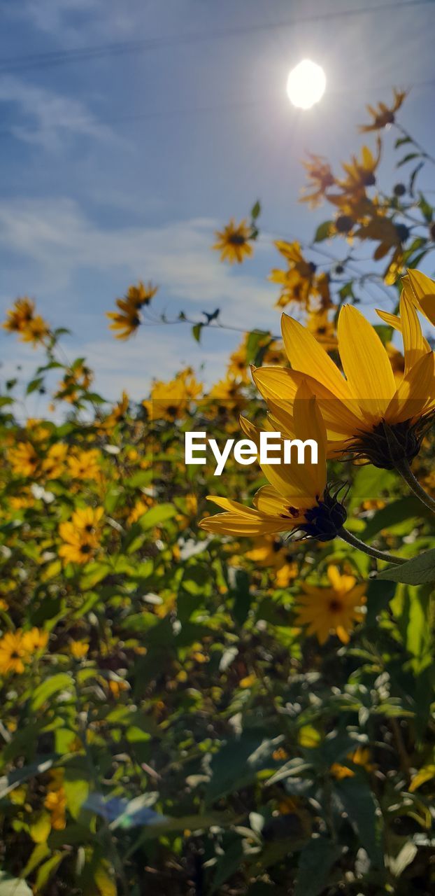 CLOSE-UP OF YELLOW FLOWERING PLANT IN FIELD