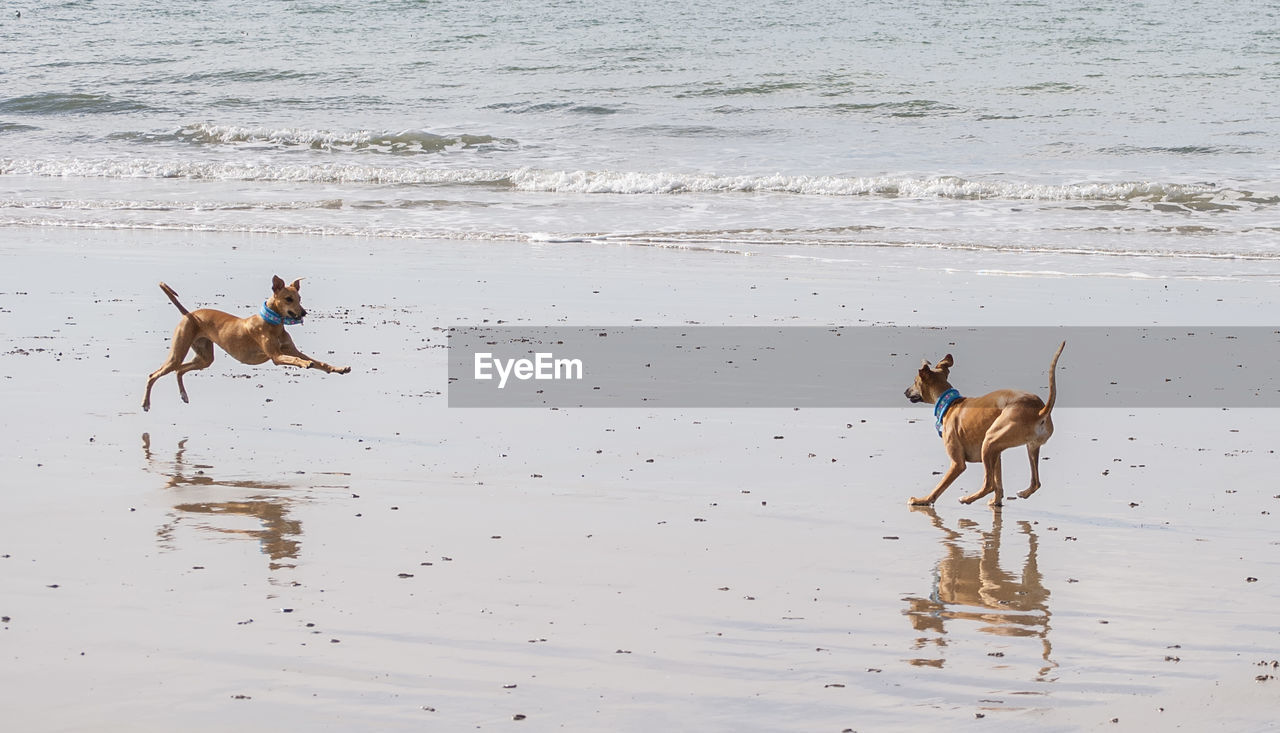 Dogs on beach