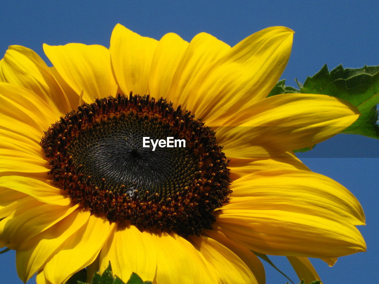 CLOSE-UP OF YELLOW SUNFLOWER