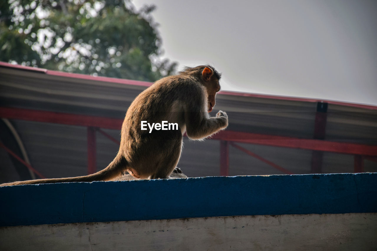 LOW ANGLE VIEW OF A MONKEY LOOKING AWAY