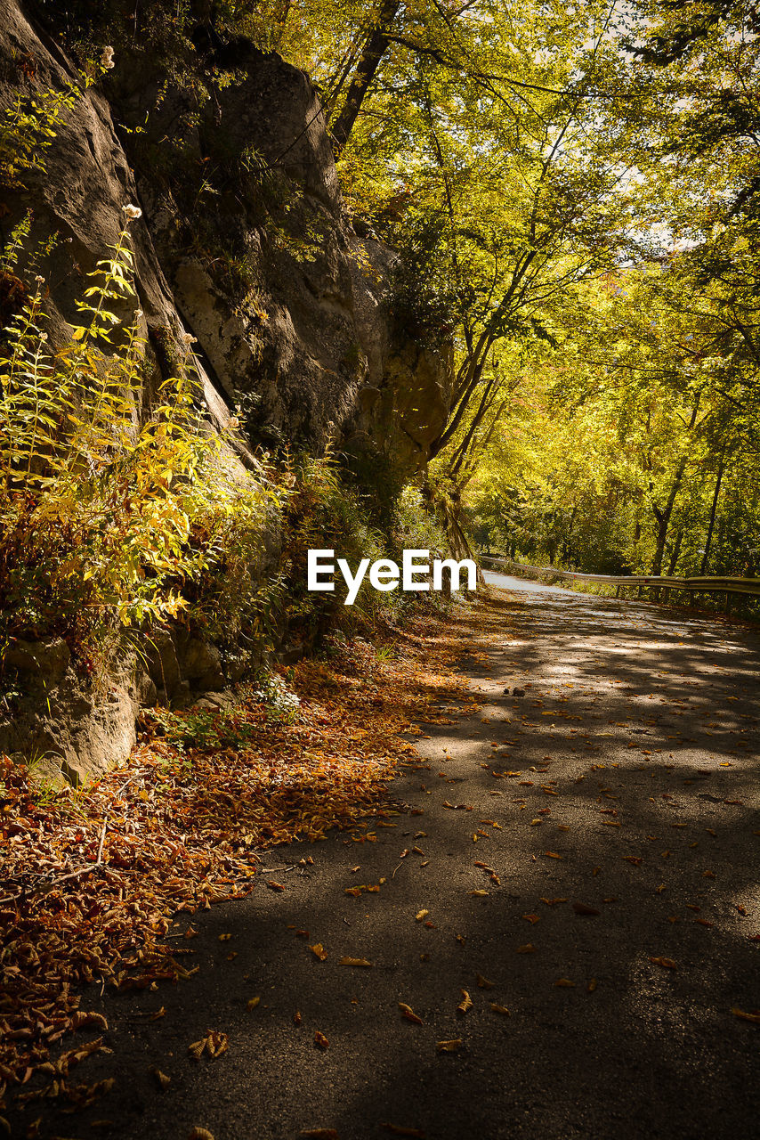 ROAD IN FOREST