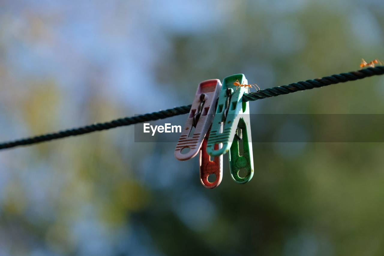 Close-up of clothespins hanging on rope