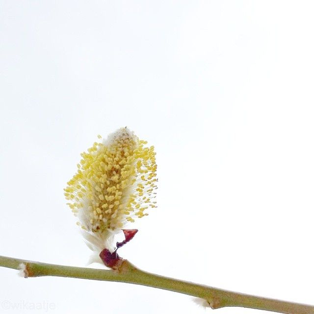 CLOSE-UP OF YELLOW FLOWERS