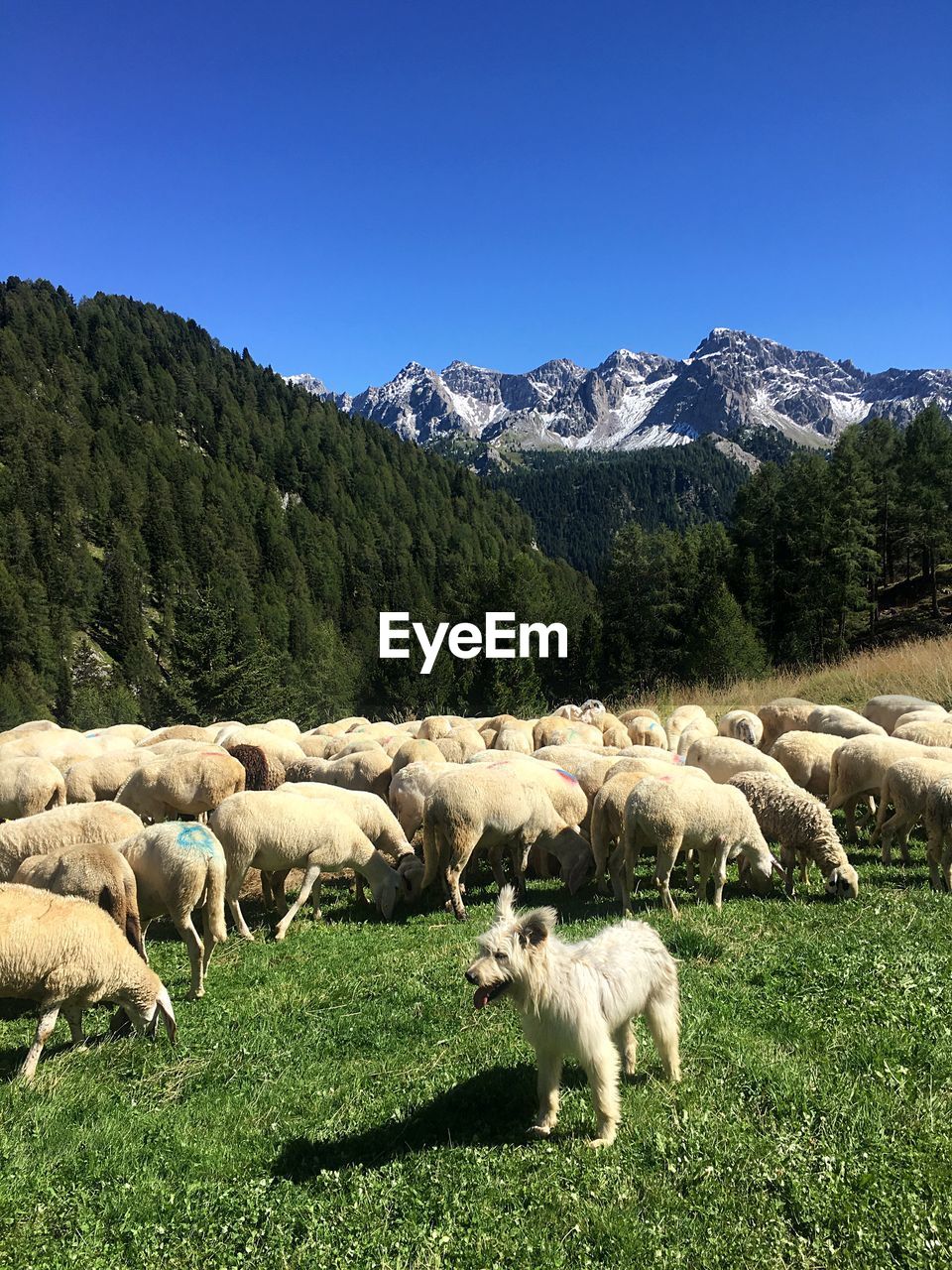 VIEW OF SHEEP ON GRASSY FIELD