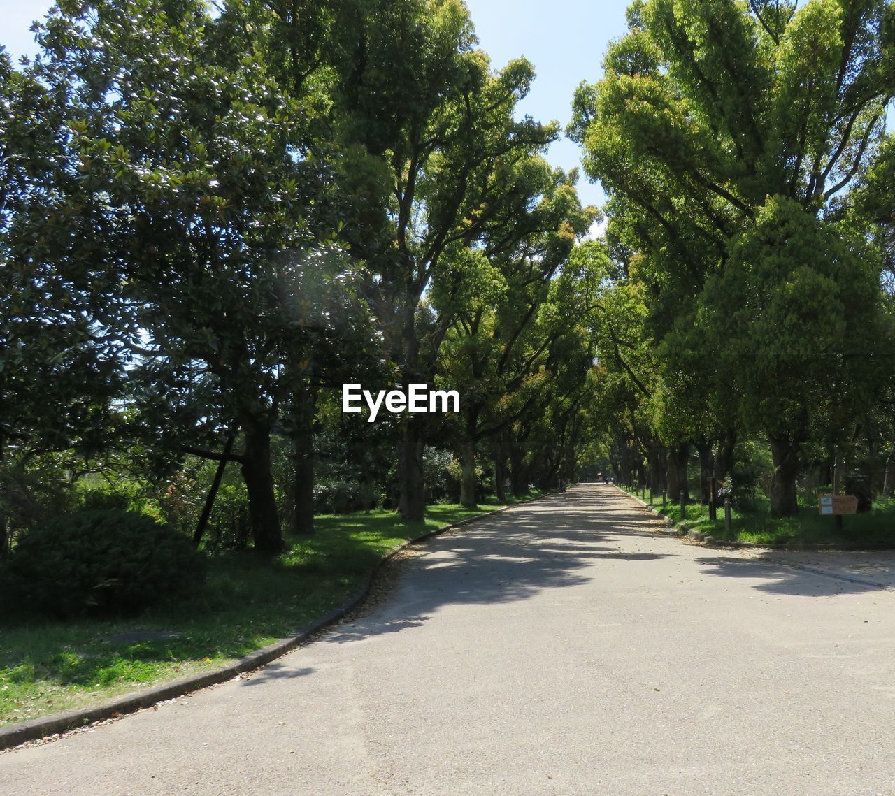 ROAD ALONG TREES