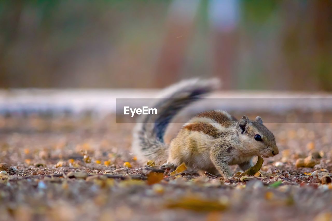 CLOSE-UP OF SQUIRREL ON A FIELD