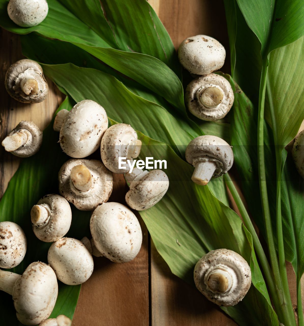 Close-up of mushrooms on table