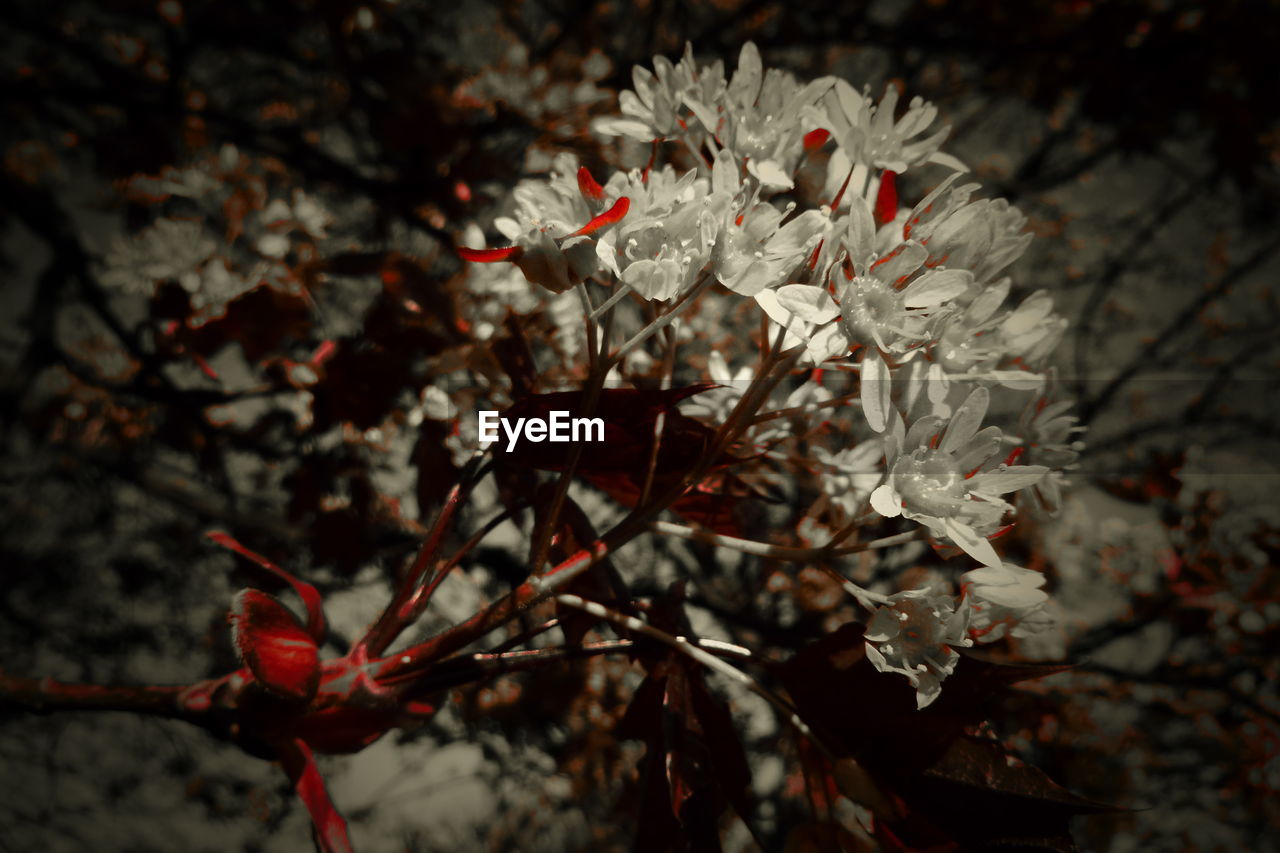 CLOSE-UP OF RED FLOWERING PLANT WITH WHITE FLOWERS