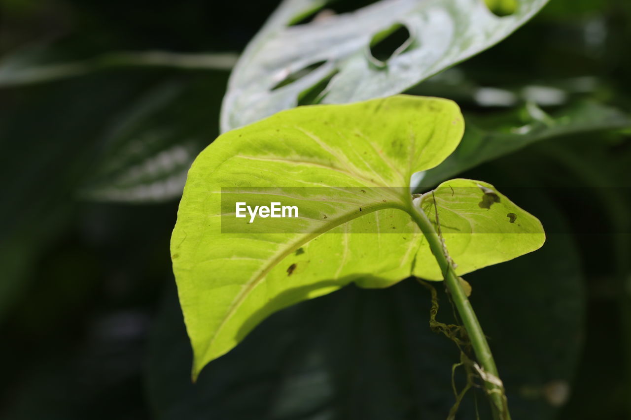 green, leaf, plant part, plant, macro photography, nature, yellow, close-up, flower, no people, growth, plant stem, beauty in nature, animal, animal themes, focus on foreground, outdoors, animal wildlife, one animal, water, environment, freshness, branch, tree, day, wildlife