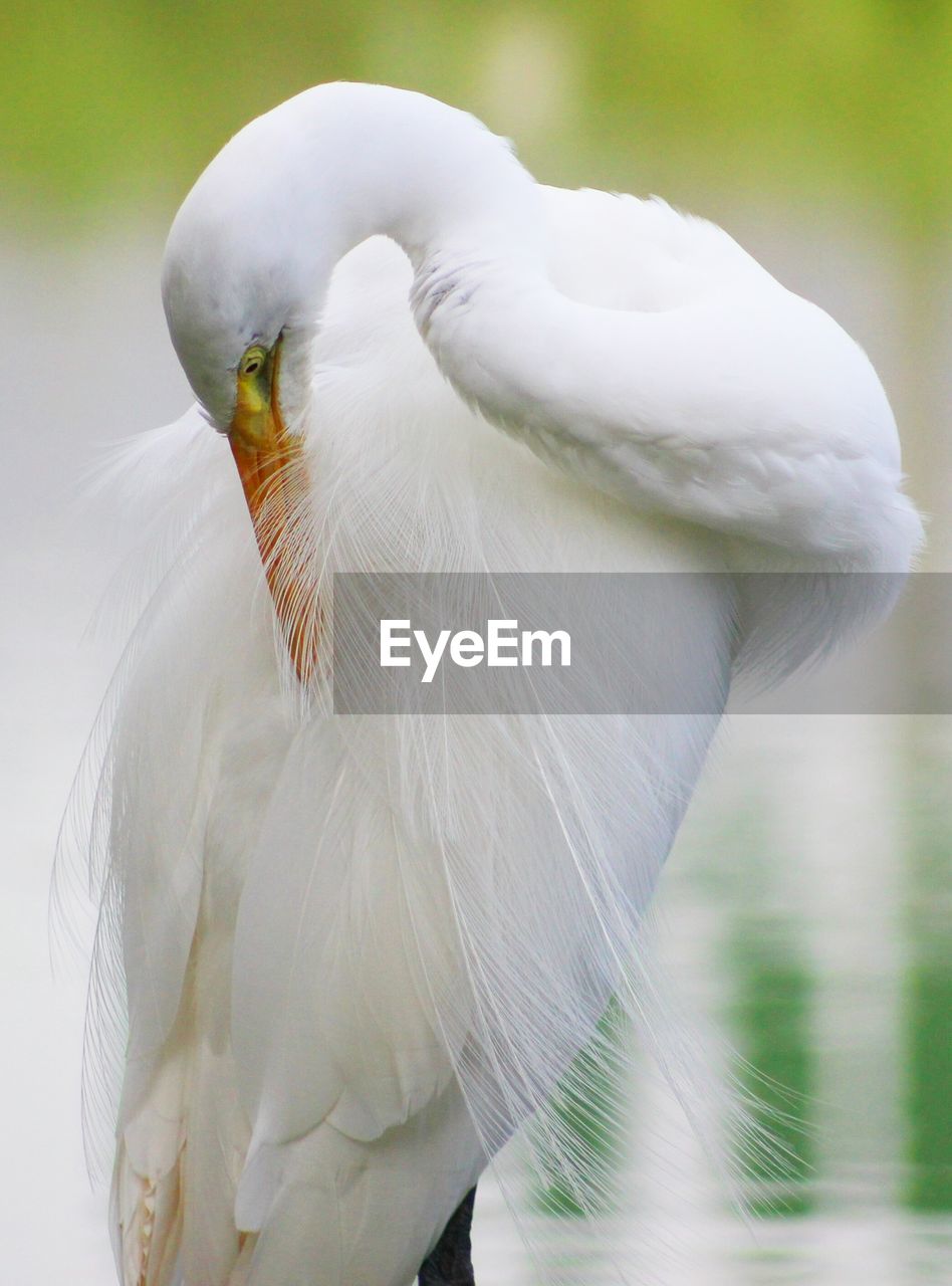 Great egret preening against lake