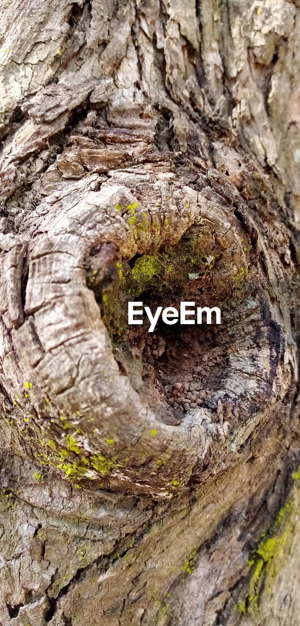 CLOSE-UP OF TREE BARK