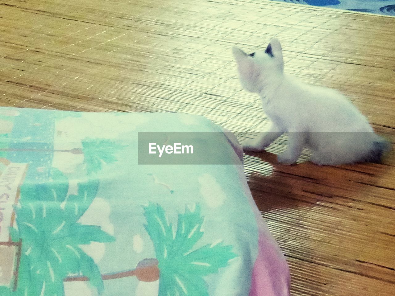 HIGH ANGLE VIEW OF CAT RELAXING ON FLOOR