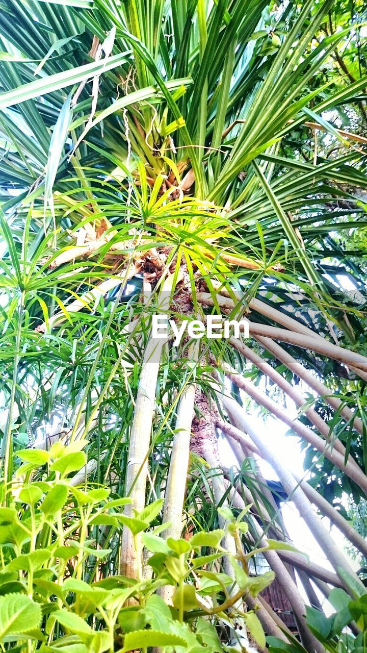 Low angle view of tree in park