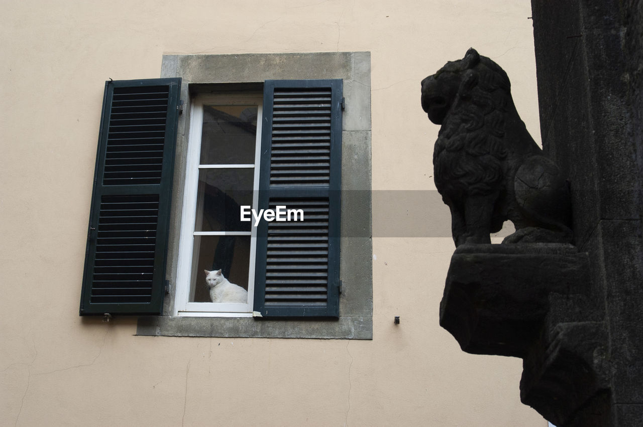 White cat a the window with lion sculpture at the forefront italian town
