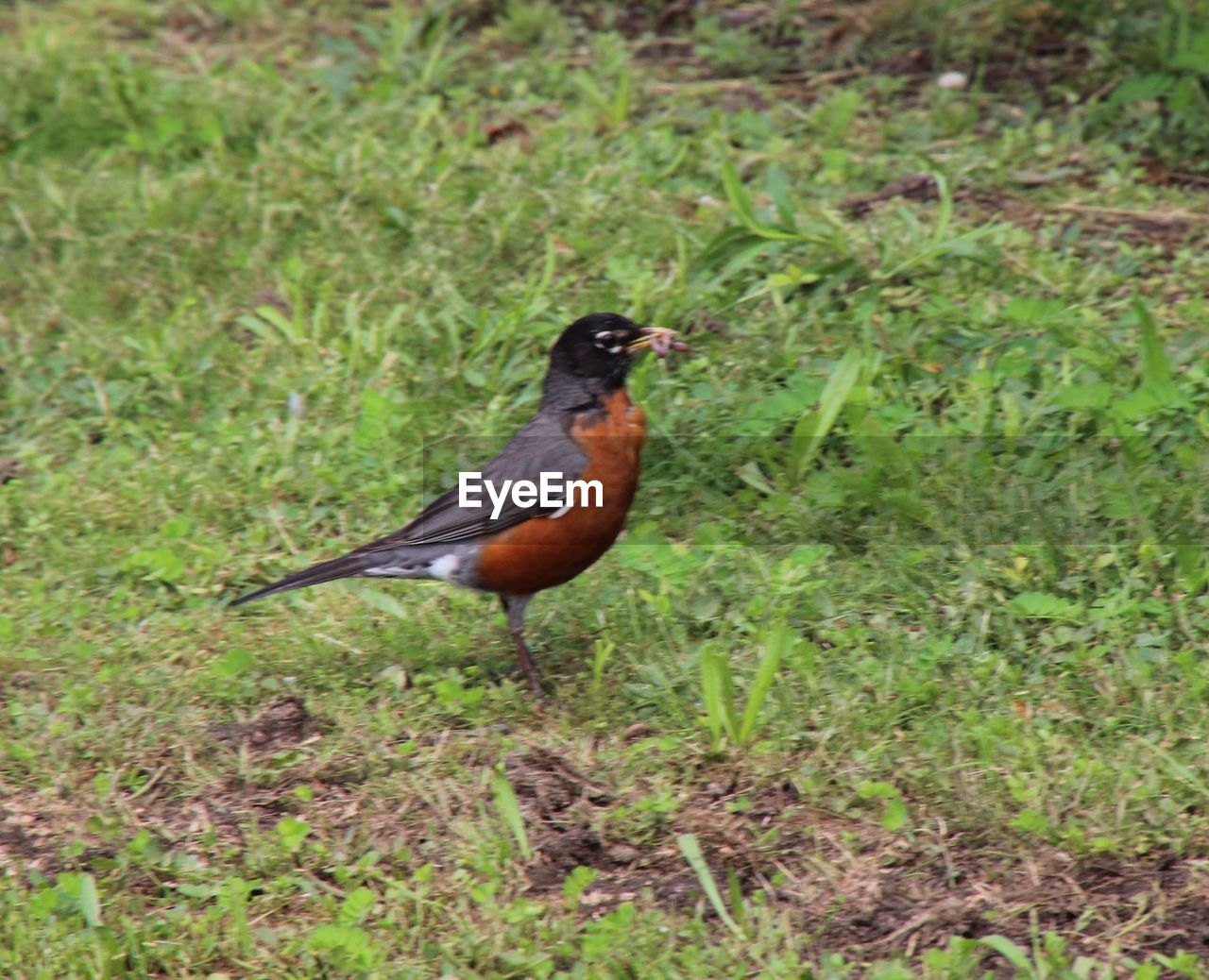 CLOSE-UP OF BIRD PERCHING ON GRASS FIELD