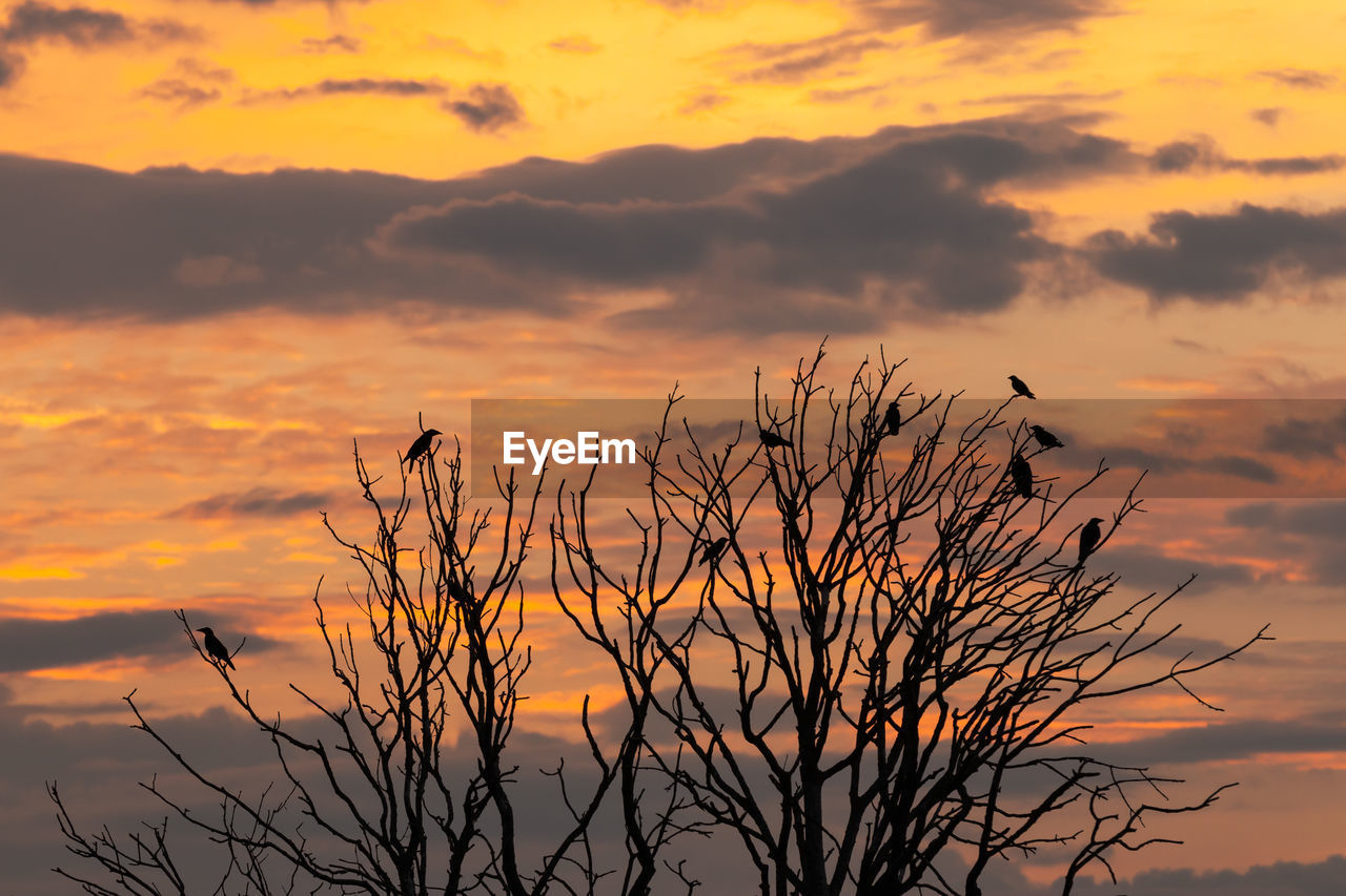 Silhouette trees against orange sky during sunset
