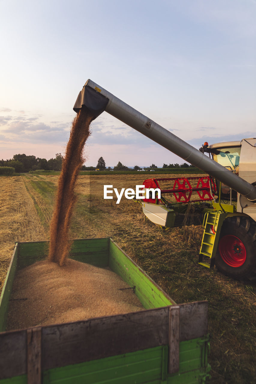 Organic farming, wheat field, harvest, combine harvester in the evening