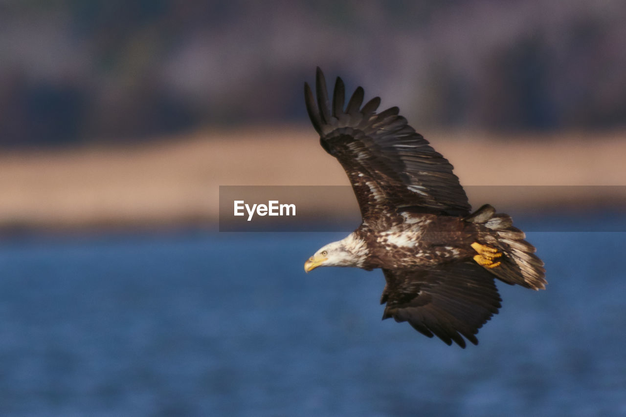 CLOSE-UP OF EAGLE FLYING