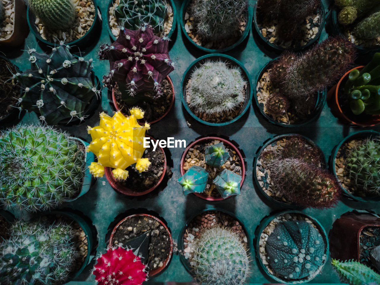 HIGH ANGLE VIEW OF SUCCULENT PLANTS IN MARKET