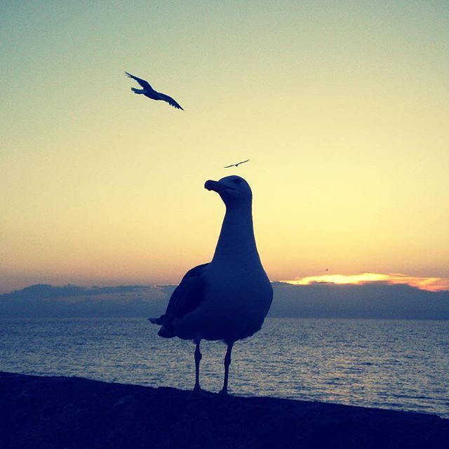 SILHOUETTE OF BIRDS ON SEA