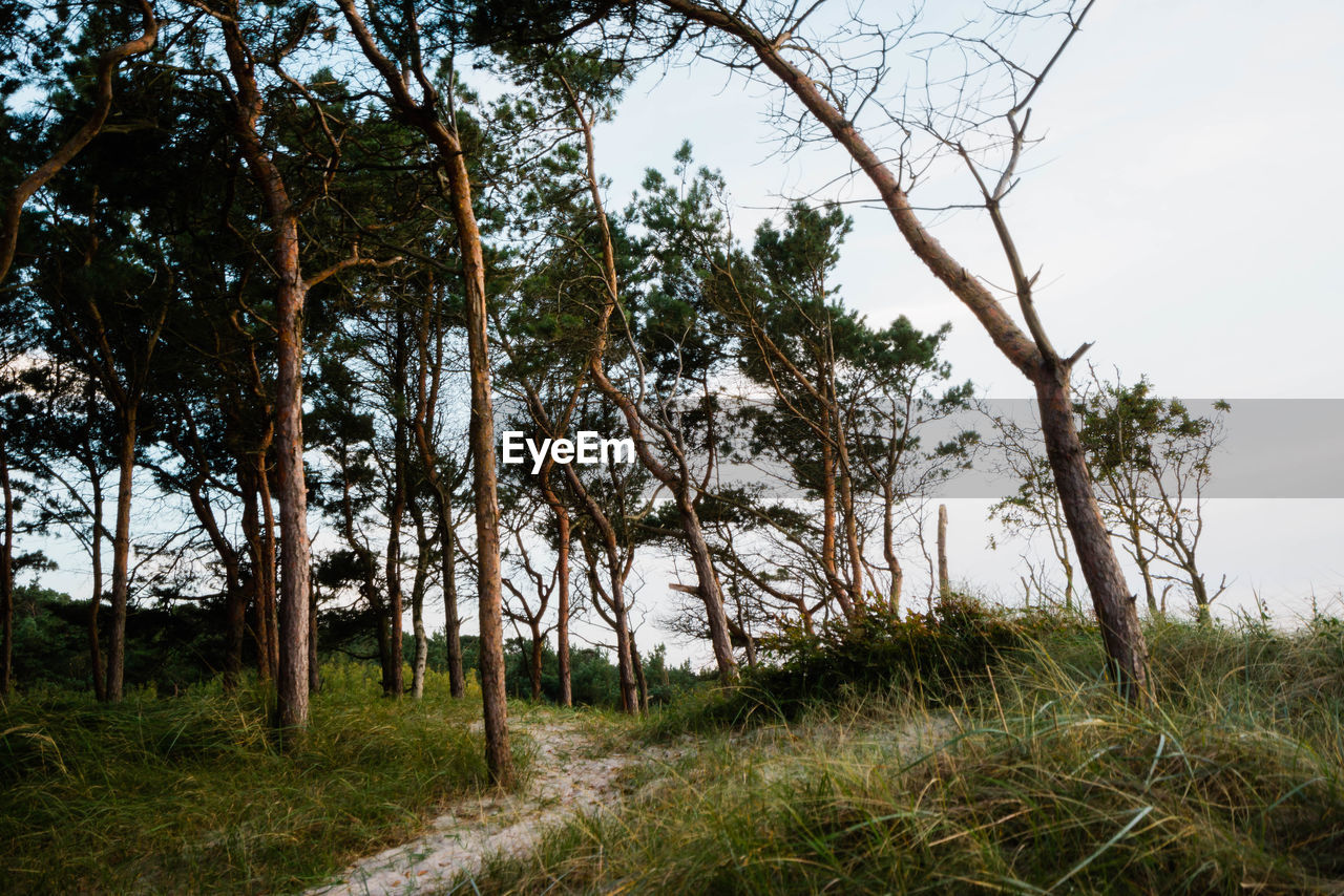 Path on the beach through the pinetree forest