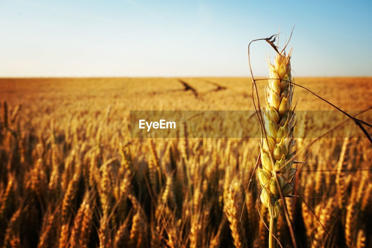 Close-up of wheat field against clear sky