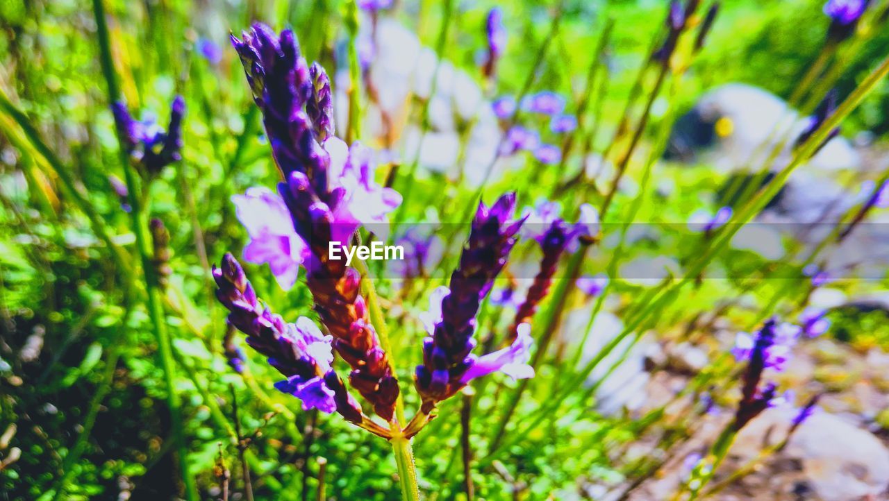 CLOSE-UP OF PURPLE FLOWER GROWING ON PLANT