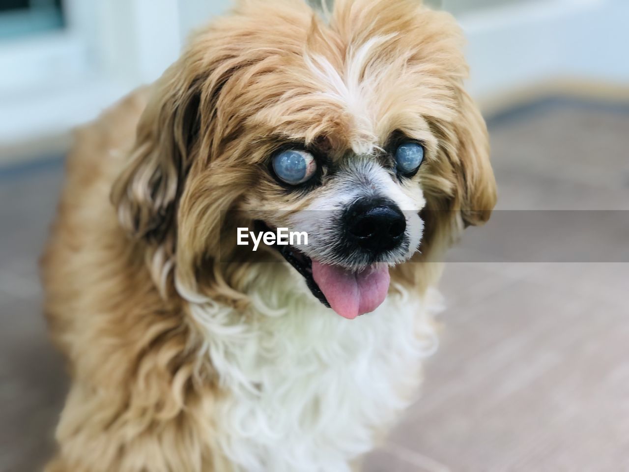 Close-up of dog lhasa apso dog breed damaged