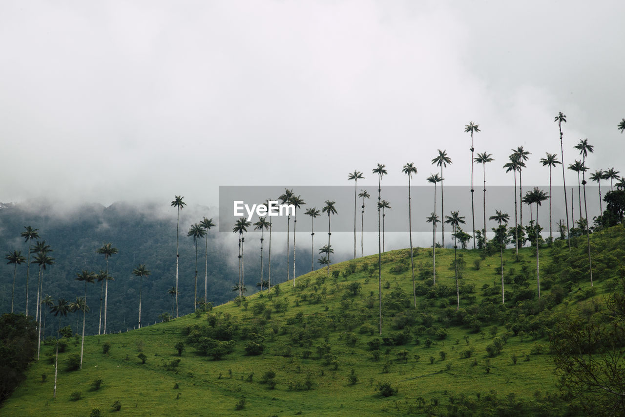 Dramatic landscape of cocora valley, colombia