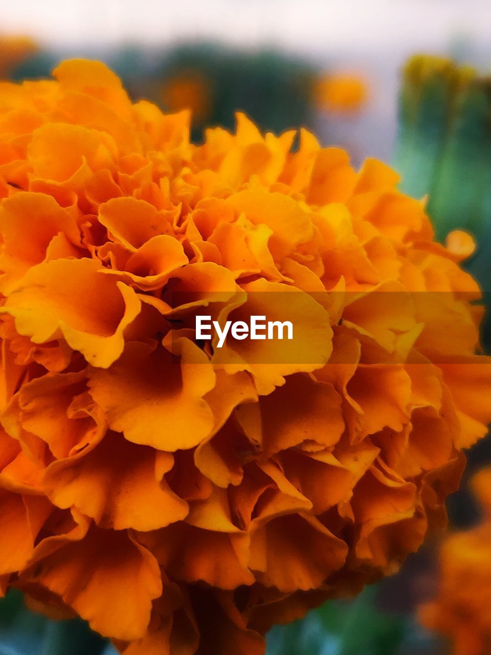 CLOSE-UP OF YELLOW MARIGOLD