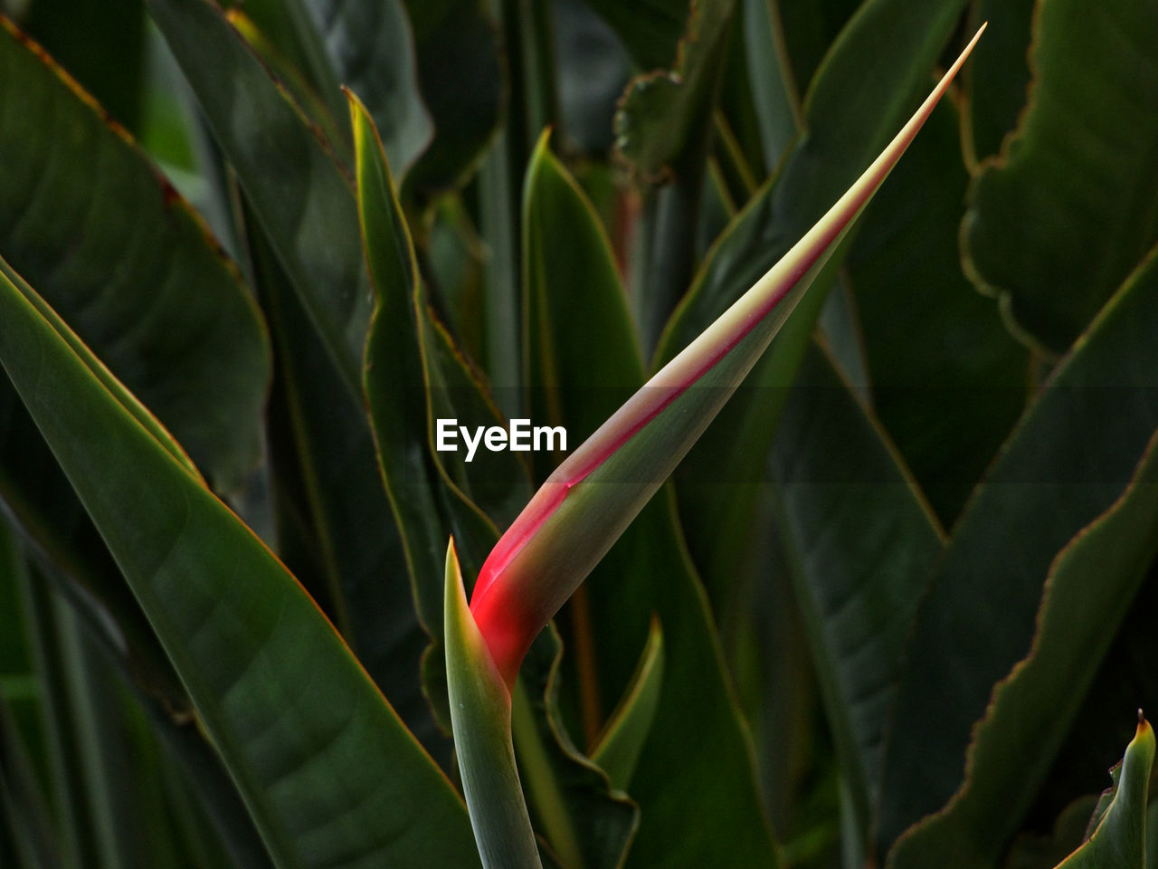 High angle view of plant growing on field