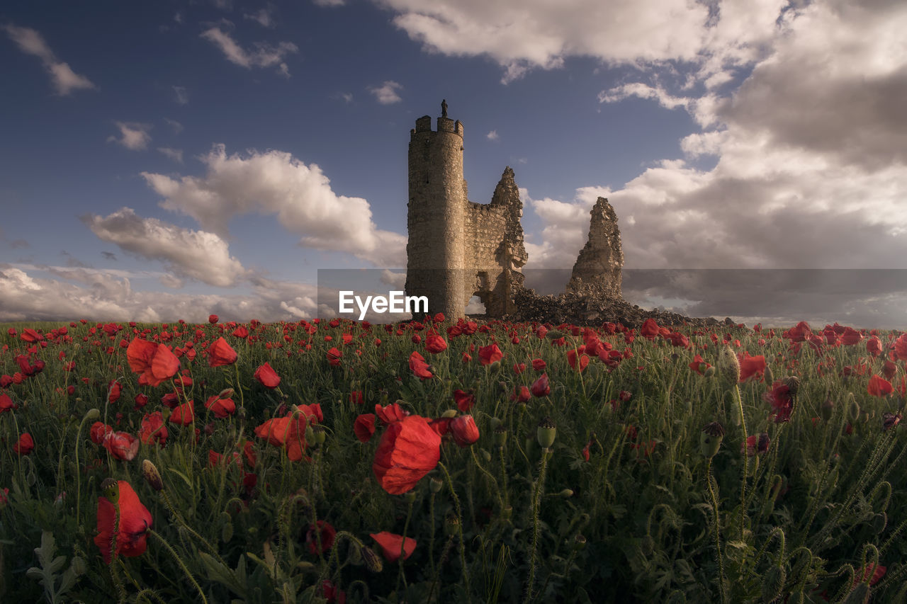 Old ruin on poppy field against sky