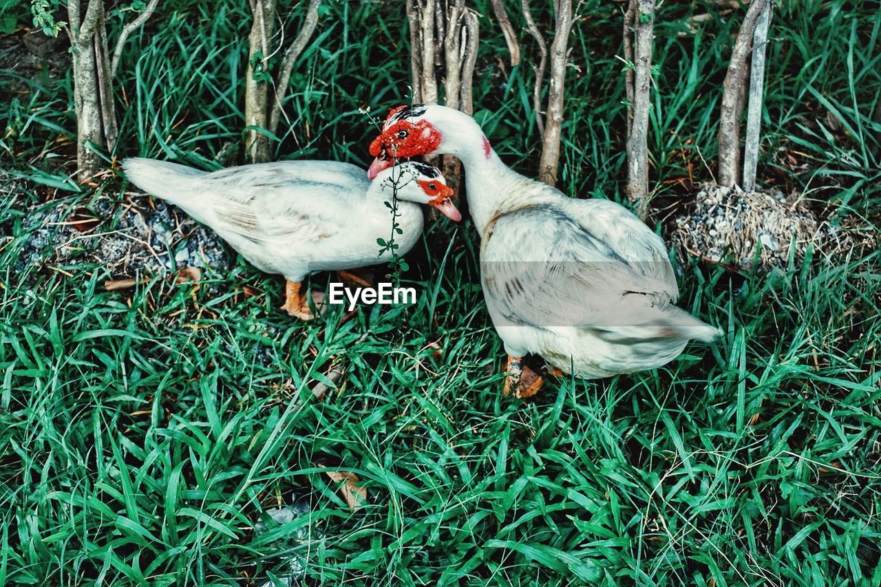 HIGH ANGLE VIEW OF DUCKS ON GRASS