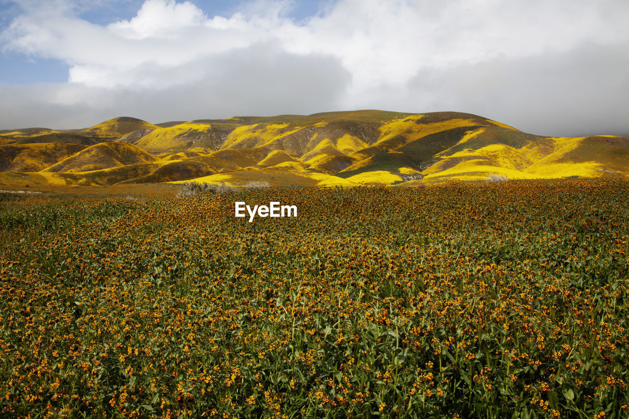 Wildflowers blossom in carrizo plain national monument, california