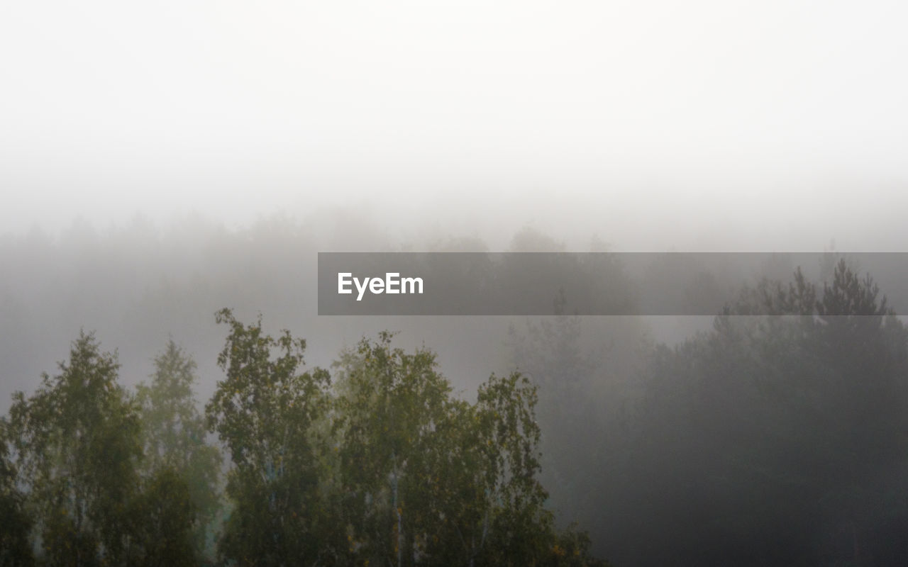 TREES ON LANDSCAPE AGAINST SKY AT FOGGY WEATHER