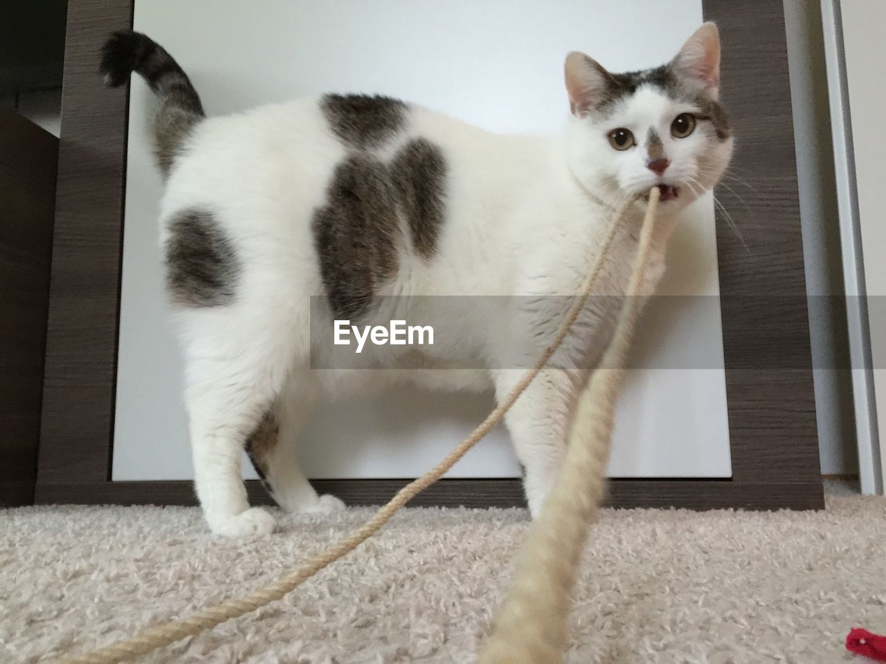 High angle portrait of cat holding rope in mouth at home