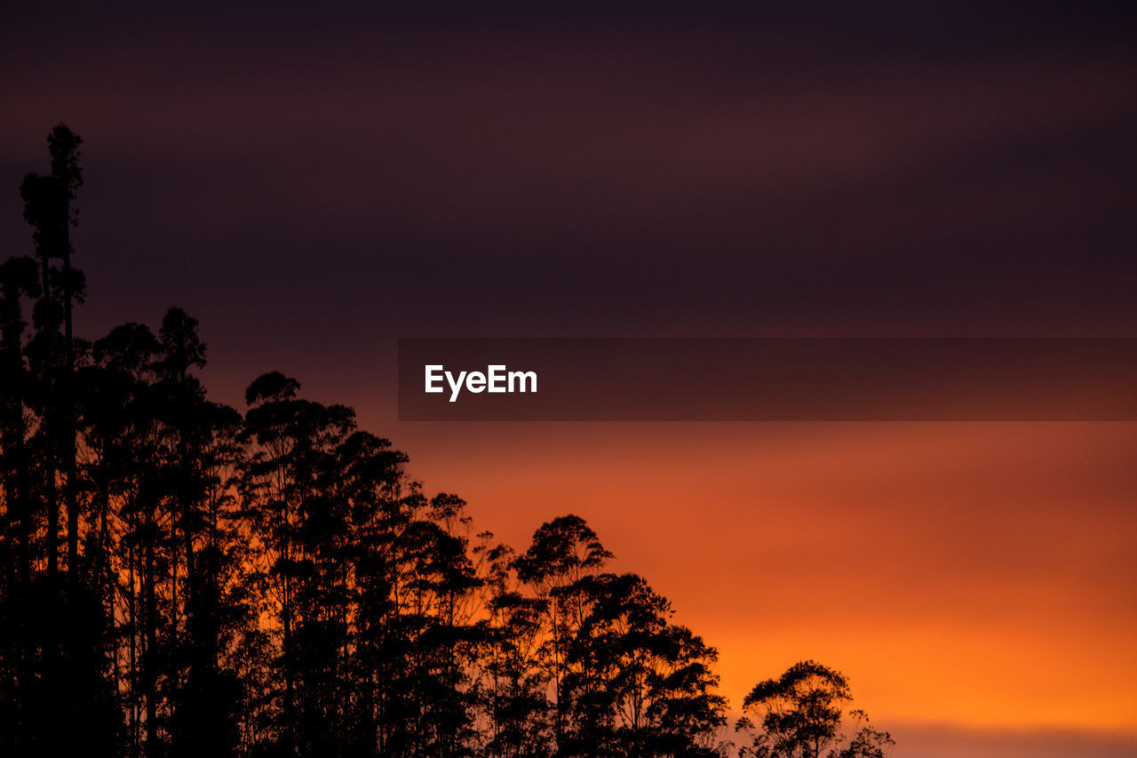 Low angle view of silhouette trees against romantic sky