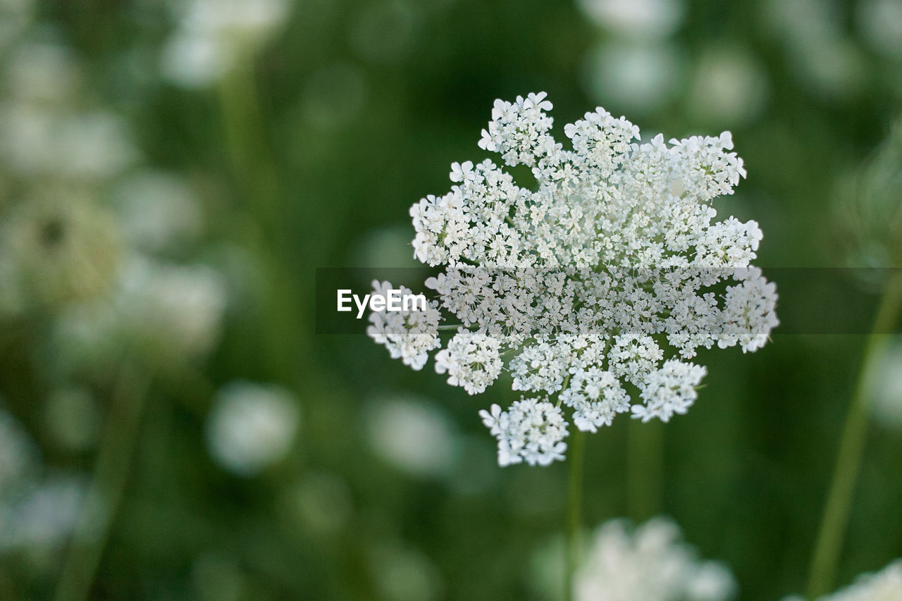 Close-up of white flowering plant
