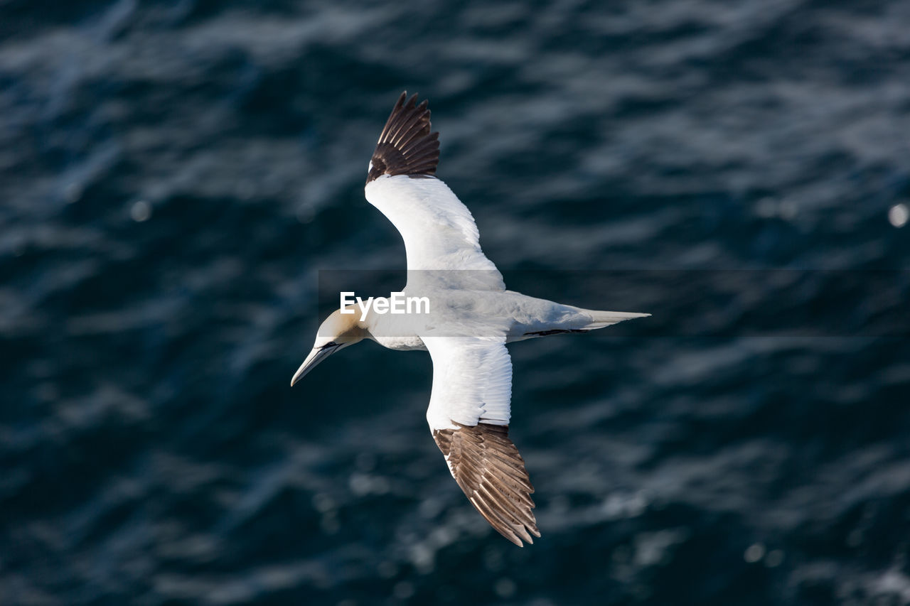 Gannet  flying over sea