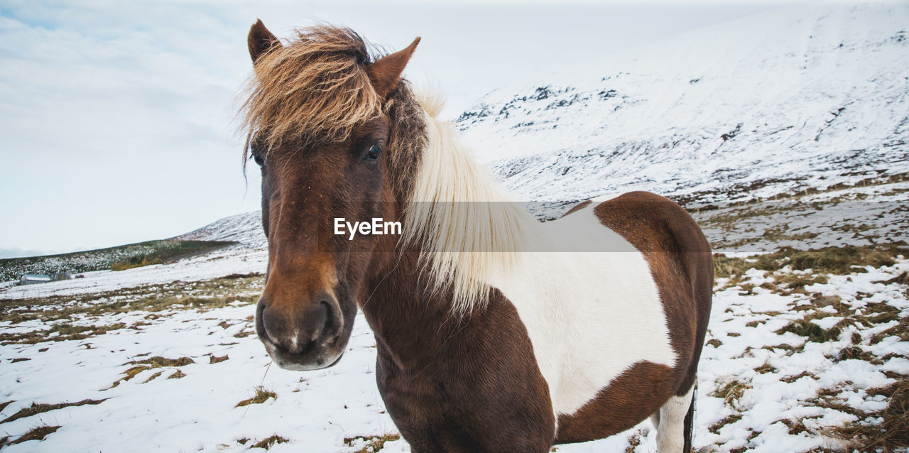 Close-up of horse on snow field