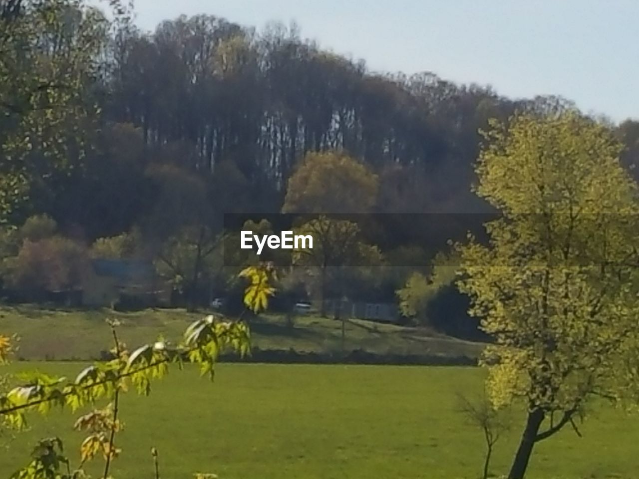 SCENIC VIEW OF YELLOW FLOWERS