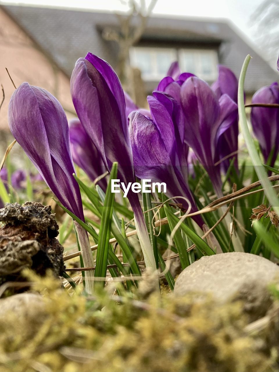 plant, flower, flowering plant, freshness, beauty in nature, growth, purple, nature, close-up, selective focus, fragility, iris, crocus, no people, petal, day, outdoors, springtime, flower head, inflorescence, botany