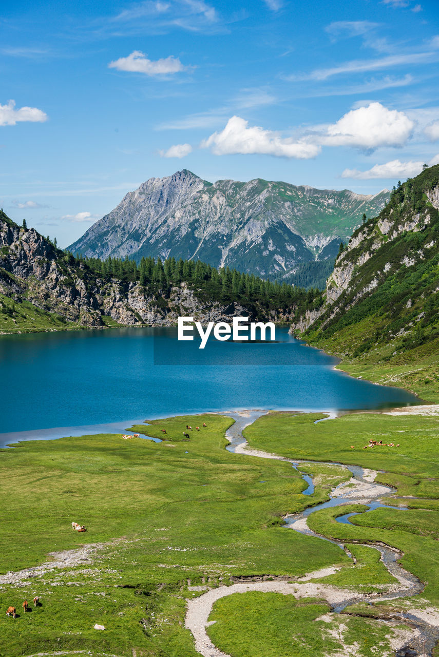 A herd of horses and cows grazing on an alpine meadow at the very shore of a mountain lake  mountain