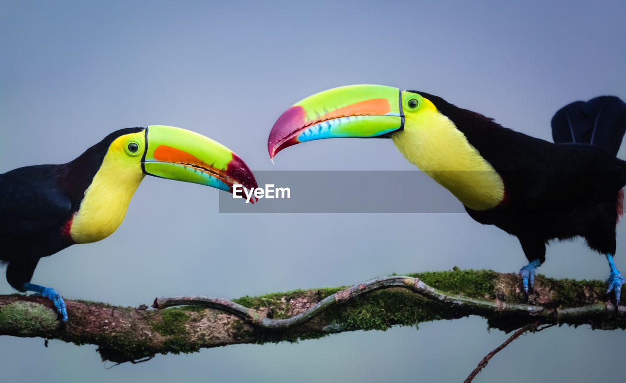 Midsection of two toucans facing each other