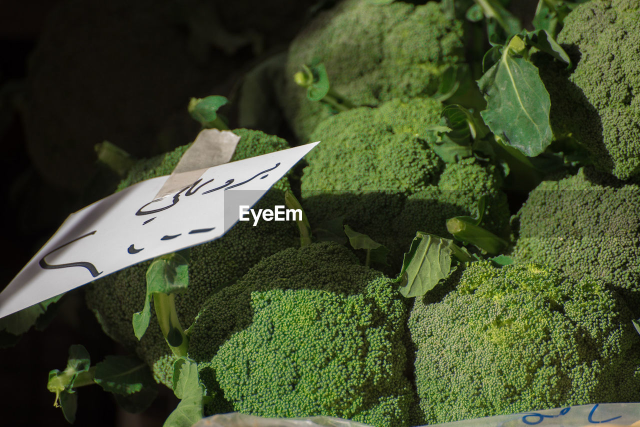 HIGH ANGLE VIEW OF FRESH GREEN PLANT