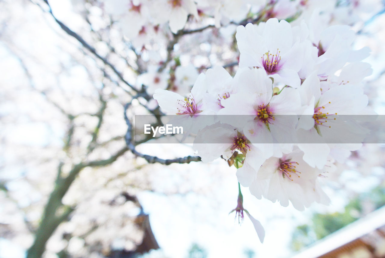 Close-up of cherry blossom