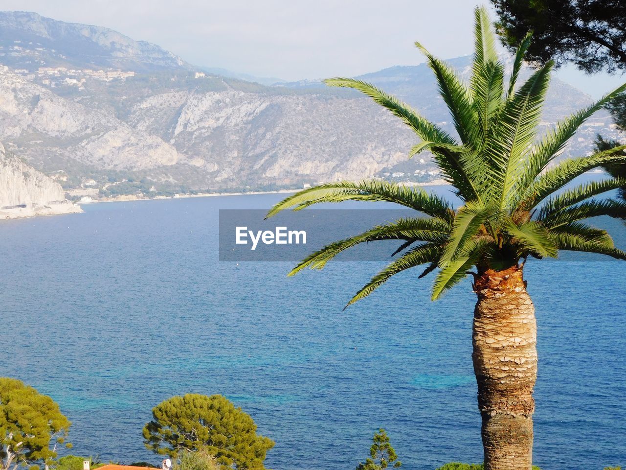 Palm tree by sea against sky