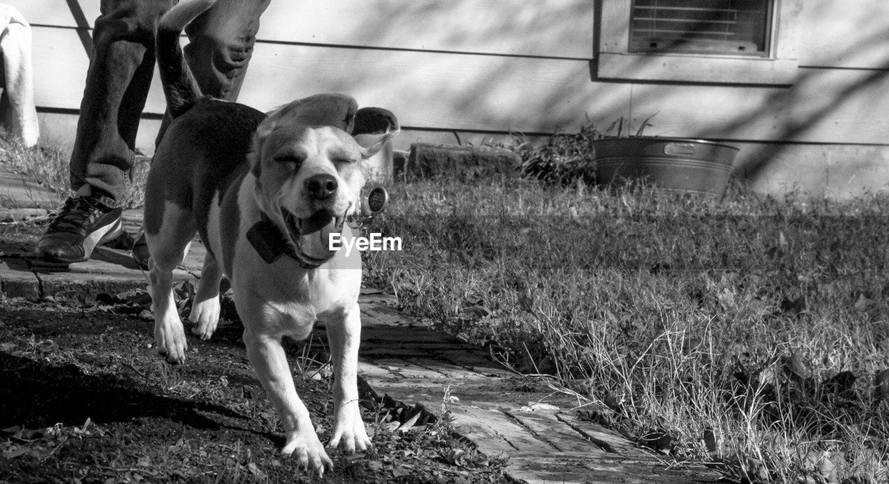 DOG STANDING ON FIELD