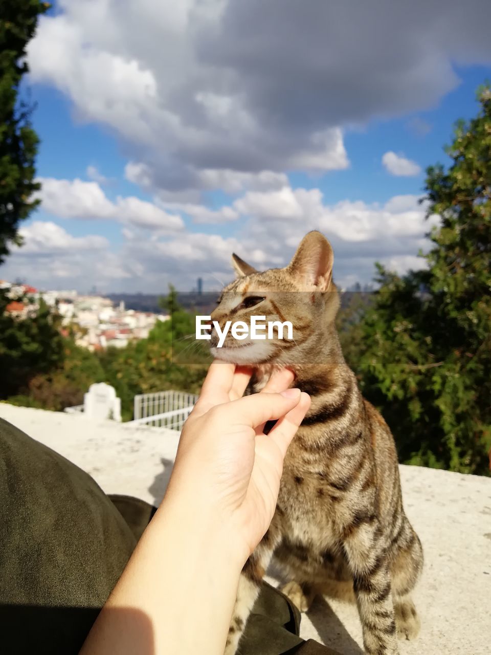 CLOSE-UP OF HAND HOLDING CAT SITTING ON ROCK